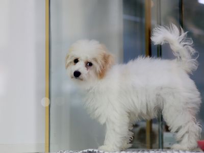 puppy in New York pet shop