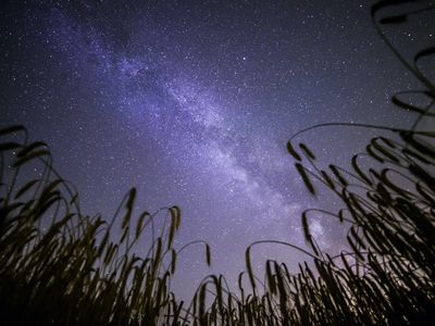 night sky in the cornfield