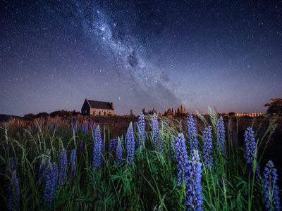 night sky with lupins in foreground