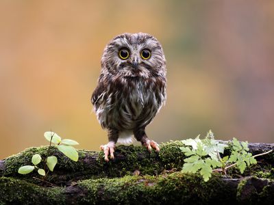 Northern Saw whet Owl