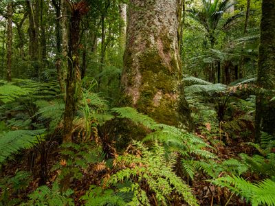 forest floor filled with green ferns and bottoms of tree trunks