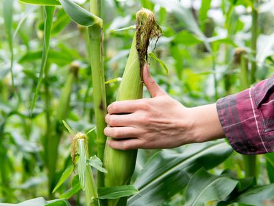 hand in cornfield grabs ear of corn from stalk