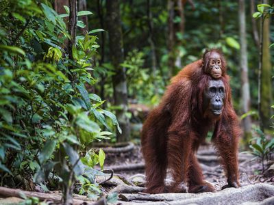 Orang utan with baby walking in forrest