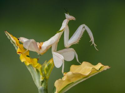 A Malaysian orchid mantis sits on a yellow flower.