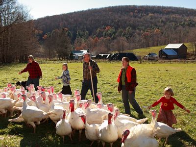 Farmer and his family herding his flock of organically raised turkeys