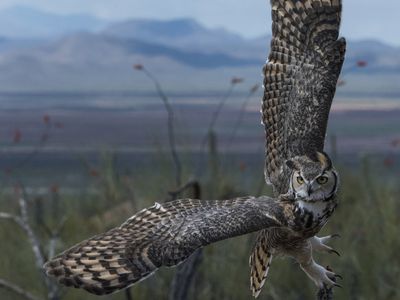 great horned owl flying at dawn with wings taking up whole photo