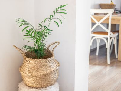 tropical Parlor palm indoor houseplant in straw basket outside kitchen room