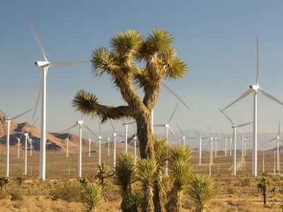 Part of the Tehachapi Pass wind farm, the first large scale wind farm area developed in the US, California, USA and a Joshua Tree.