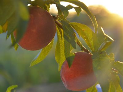 peaches ripening on a branch