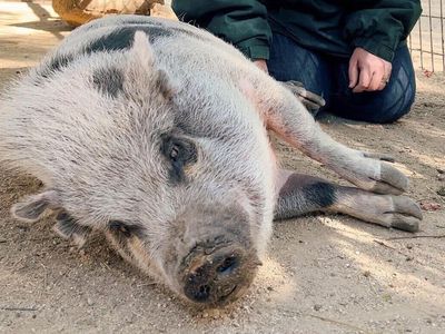 Pearl the rescued pig relaxes at her animal sanctuary after being rescued