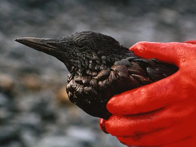 Pigeon guillemot (Cepphus columba) coated in oil