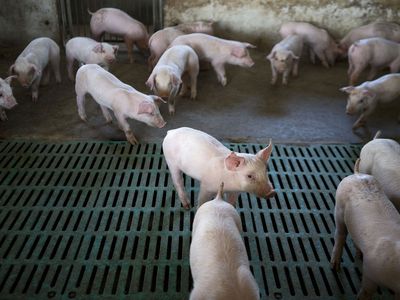 Young pigs stand in a pen at a farm in China.