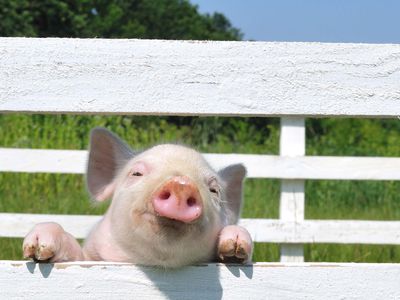 pink pig peers through white fence