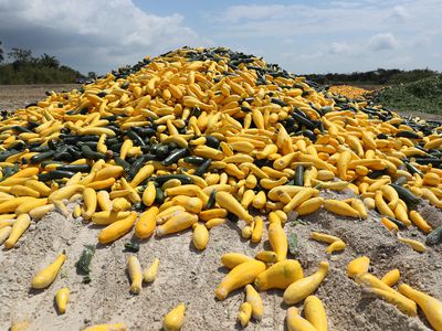 pile of discarded zucchini