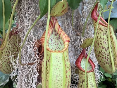 stripped and spotted carnivorous pitcher plants hang from vines 