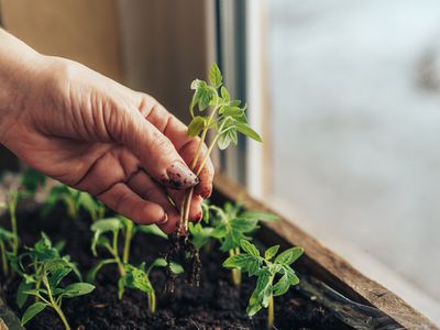 Planting by hands young shoots in new wooden pot