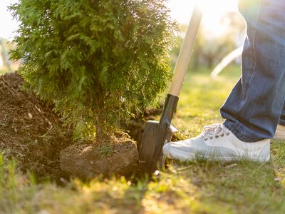 Planting evergreen tree