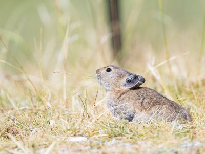 Plateau pika (Ochotona curzoniae)