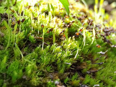 Close-up photo of moss