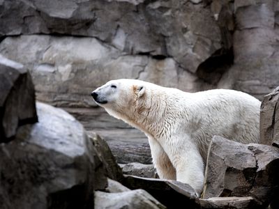 Polar bear looking over rocky ledge