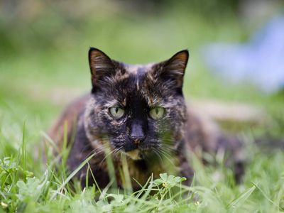 cat in the grass