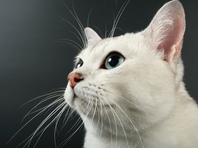 Portrait of beautiful white burmilla looking up, black background