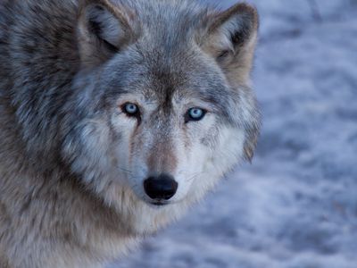 Portrait of grey wolf