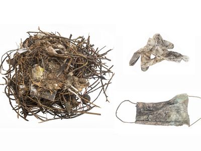 Nest of common coot (Fulica atra) partly built with face mask (GW9792-3) and glove (GW9792-4). Nest located at the Beestenmarkt, Leiden, The Netherlands, collected on the 6th of September 2020.