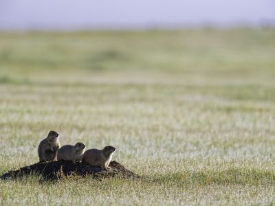 Grasslands