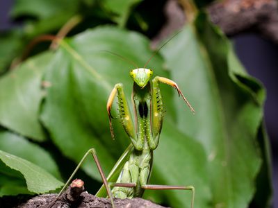 praying mantis with front legs up in defensive position