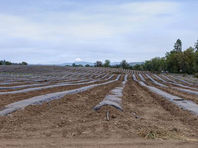 long shot of farming field rows covered in tarp with mountain in distance