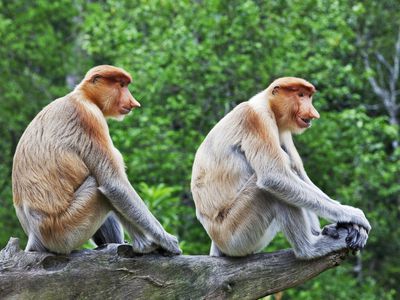 proboscis monkeys in Malaysia