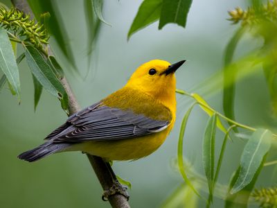 Prothonotary Warbler Perched on Branch