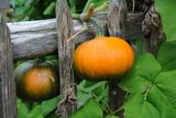 Pumpkin 'Baby Bear' (Cucurbita maxima)