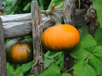 Pumpkin 'Baby Bear' (Cucurbita maxima)