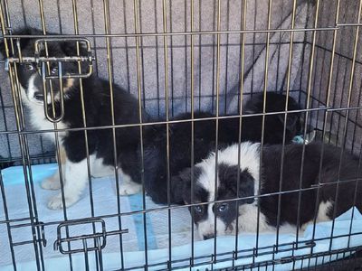 rescued border collie puppies in crate