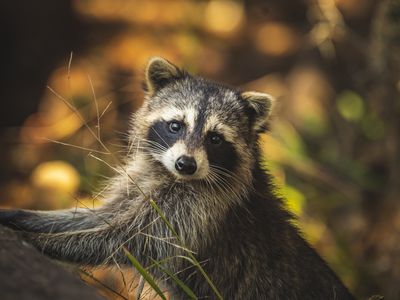 Raccoon posing