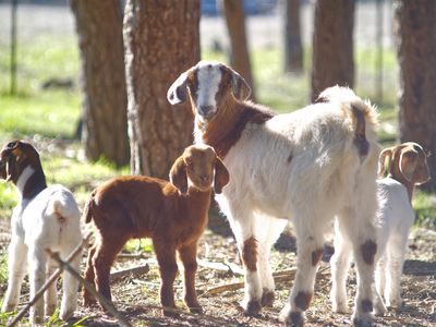 momma goat with three baby goats turns and looks back at camera in outdoor setting