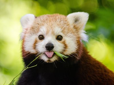 Red panda in wild gazes into camera while munching on plant