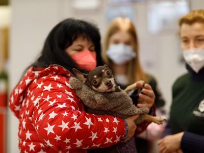 Refugees arrive with pets in Berlin