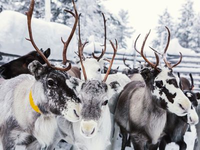 Reindeers on a farm, Hetta, Enontekioe, Finland