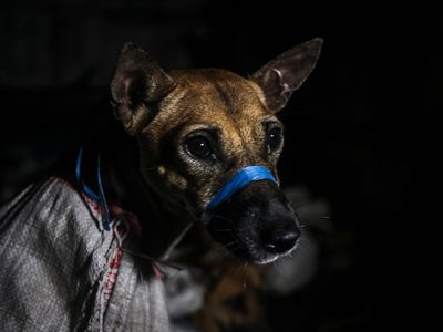 rescued dog in Indonesia