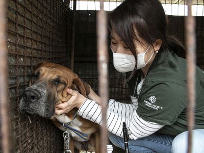 Nara Kim, campaign manager of HSI Korea, gently comforts a dog at a former dog meat farm in Yongin, South Korea,