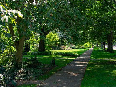 Residential Shaded Sidewalk with Green Trees in Evanston Illinois