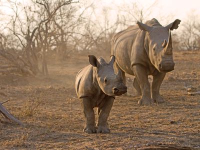 Rhinoceros adult with young in Kruger National Park