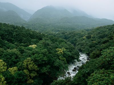 River running through lush green forest in rain, Yakushima Island, Japan