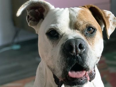 Rocky the pitbull mix smiles for the camera