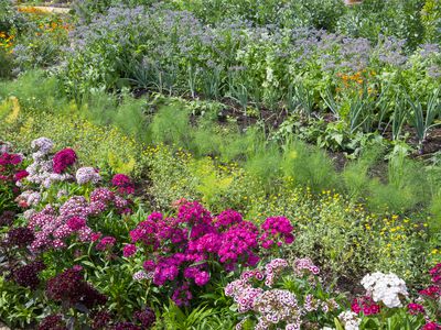 Rows of mixed planting in a vegetable garden in summer