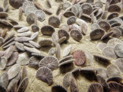 sand dollars at the bottom of the ocean