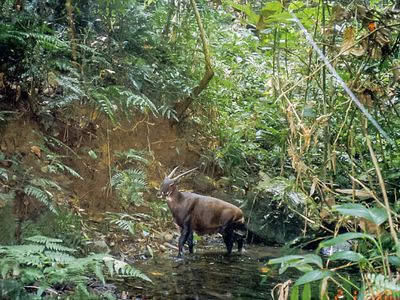 Saola